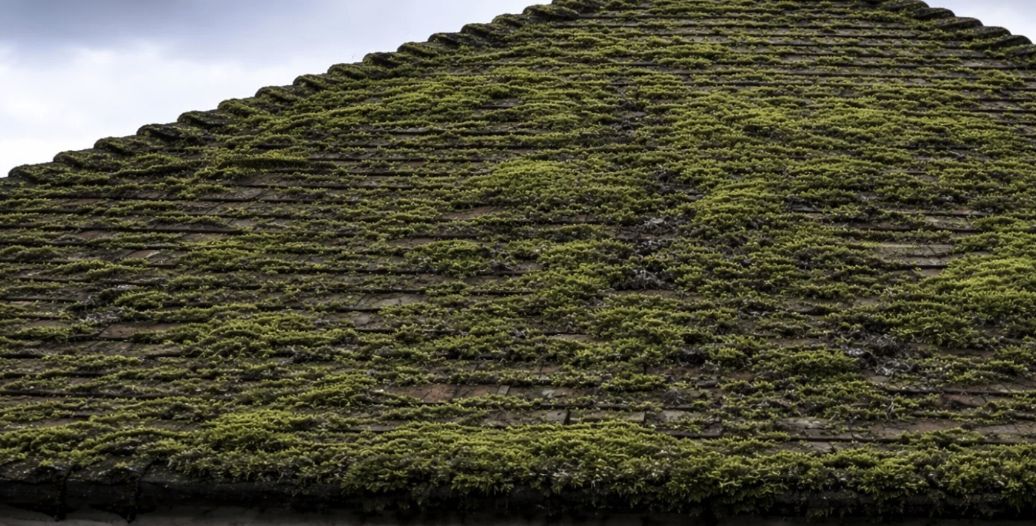 A roof heavily covered in green moss before cleaning