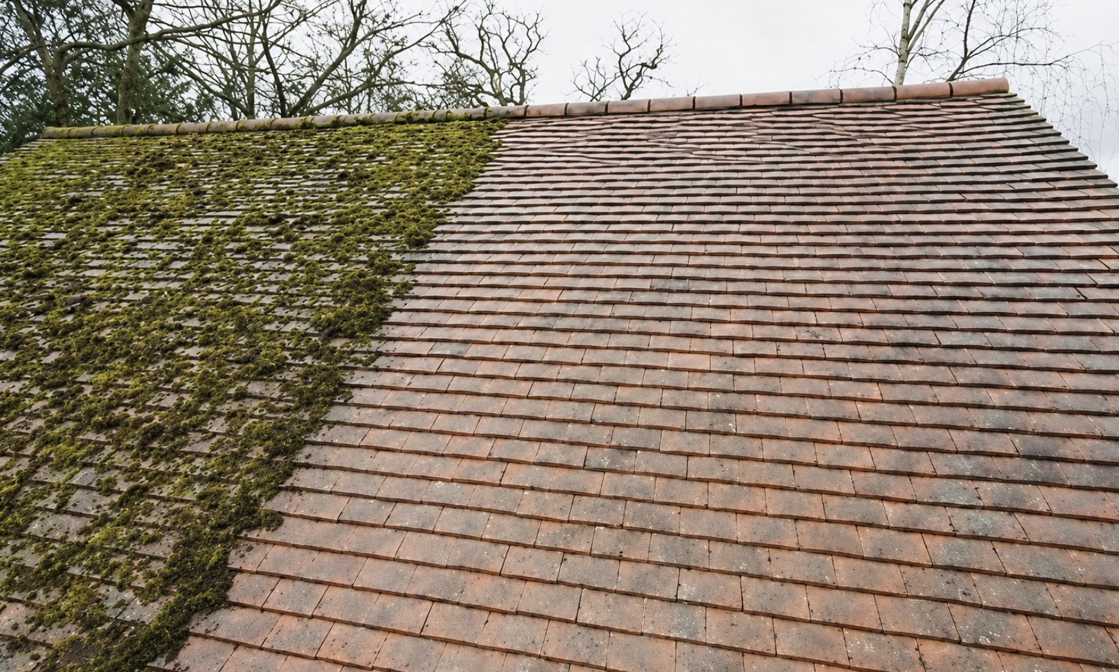 Roof half cleaned showing heavy moss removed