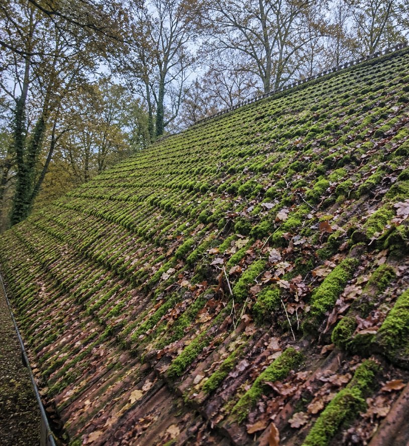 Clay tiled roof green with moss before cleaning