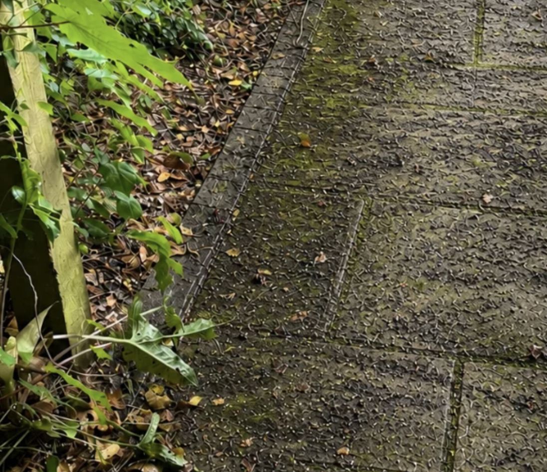 Stone patio slabs green with moss before cleaning